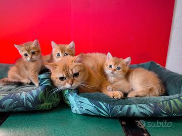Cuccioli british shorthair golden