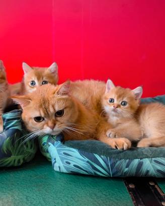 Cuccioli british shorthair golden