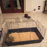 gabbia x coniglietti