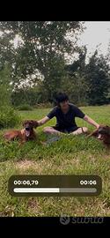 Cucciola di Rhodesian Ridgeback