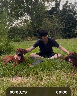 Cucciola di Rhodesian Ridgeback