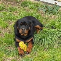 Cucciola rottweiler