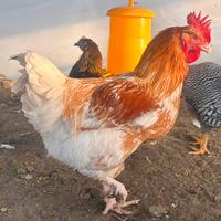 Gallo di 5 mesi
