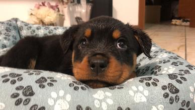 Rottweiler