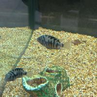 Ciclidi Nigrofasciata