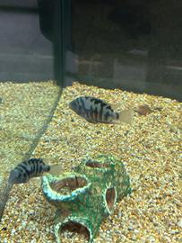 Ciclidi Nigrofasciata