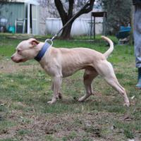 Maschio di American Pitbull Terrier