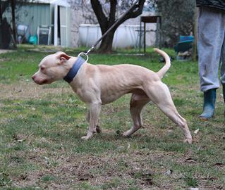 Maschio di American Pitbull Terrier