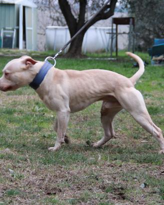 Maschio di American Pitbull Terrier