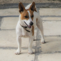 Jack Russell di circa un anno