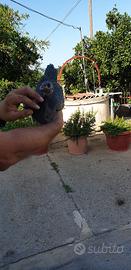 Faraona ornamentale