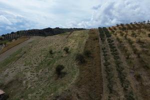 Terreno agricolo località Barone