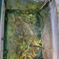 Pesci guppy