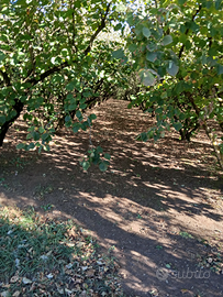 Noccioleto