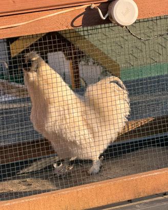 Gallo Moroseta