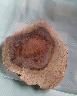 fossile
