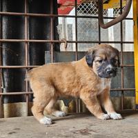Cuccioli per cinghiali