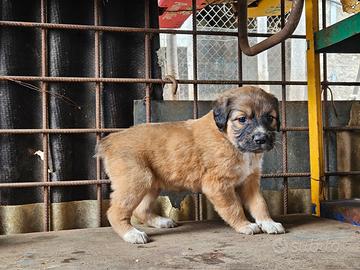 Cuccioli per cinghiali