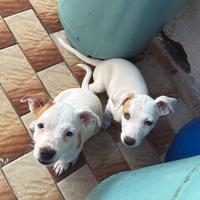 Jack Russell originali