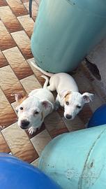 Jack Russell originali