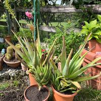 Aloe fiorita