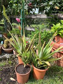 Aloe fiorita