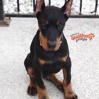 Dobermann