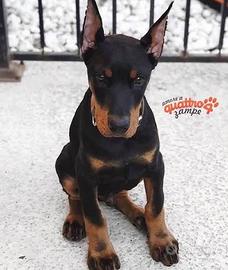 Dobermann