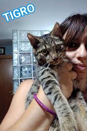 TIGRO, dolce gattino in adozione