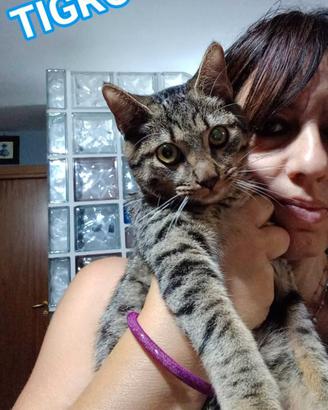 TIGRO, dolce gattino in adozione