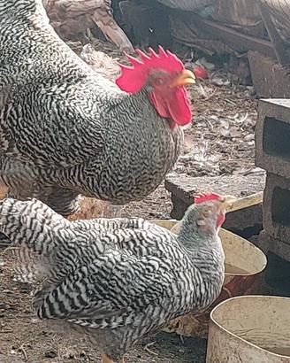 galli .amrock ,cemani. oliver egger, marans ,
