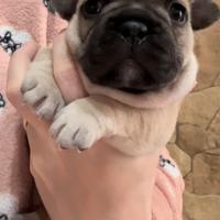 Bulldog francese esotico big rope