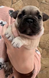 Bulldog francese esotico big rope