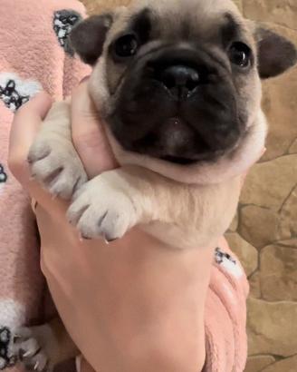 Bulldog francese esotico big rope