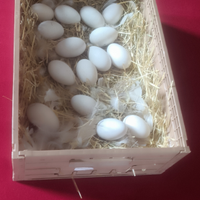 Uova di oca _Selezionate_(feconde)