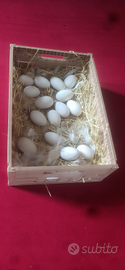 Uova di oca _Selezionate_(feconde)
