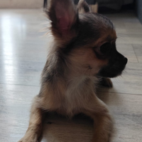 Chihuahua Femminuccia pedigree enci