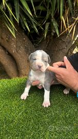 Pitbull tricolor
