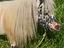Immagine 6