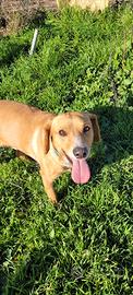 Cagnolino maschio adulto ,un tesoro di cane