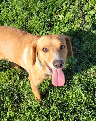Cagnolino maschio adulto ,un tesoro di cane