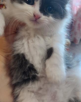 Gattina siberiano 2 mesi femmina