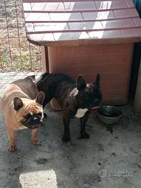 Bulldog francese