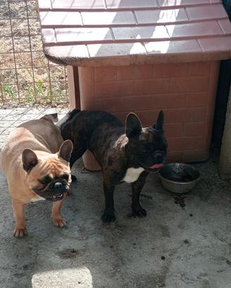Bulldog francese