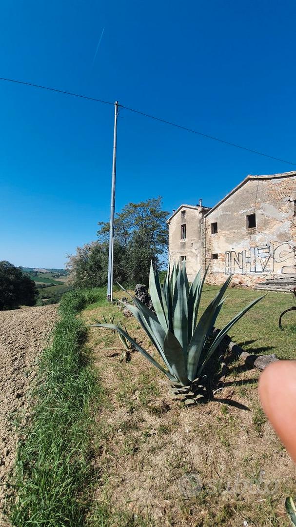 Casale con terreno agricolo - Vista 4