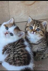 Maschio british shorthair