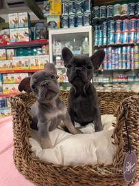 Cuccioli di Boull dog francese