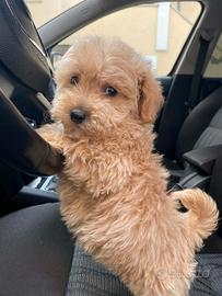Maltipoo