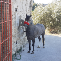 Pony welsh