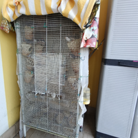 Vendita voliera con Diamantini